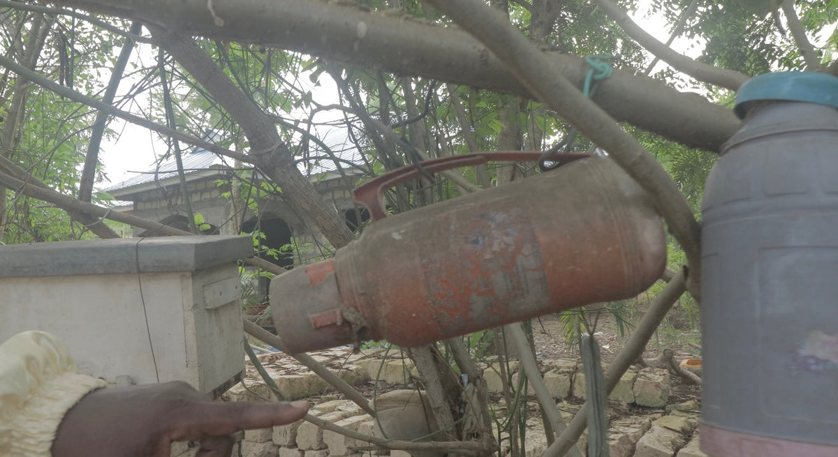 🐝 Mosquito Bees of Kenya: The Tiny Stingless Heroes of Healing and Sustainability